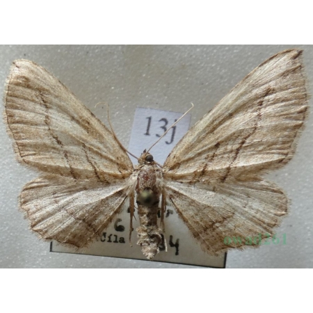 Horisme corticata (Treitschke, 1835) Paśnik korowik Czech13j